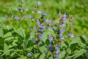 Insetto che impollina