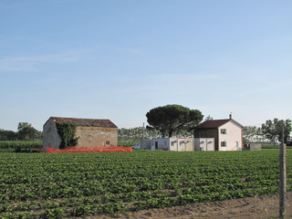 paesaggio nel verde della campagna
