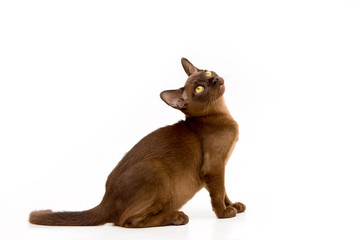 Brown burmese cat. On a white background.