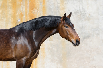 Obraz na płótnie Canvas Portrait of a bay horse on light background isolated 