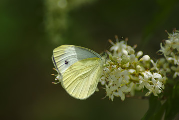 Farfalla cavolaia