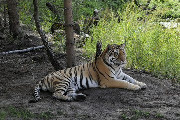 Fototapeta na wymiar Amur-Tiger (Panthera tigris altaica), liegend, captive, Deutschland, Europa