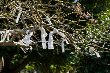 枝に結ばれたおみくじ