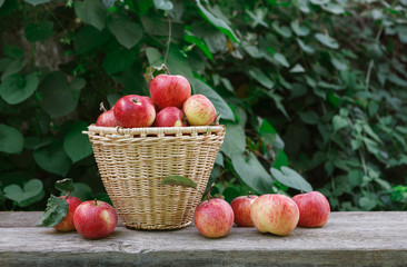 Basket with heap of apple harvest in fall garden