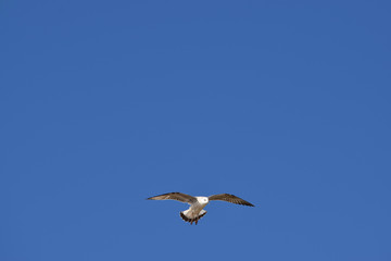White seagull flying freely in a blue sky