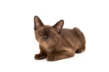 Brown burmese cat. On a white background.
