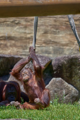 遊ぶオランウータン