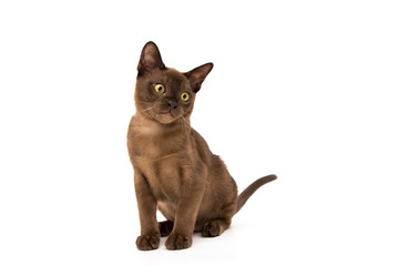 Brown burmese cat. On a white background.