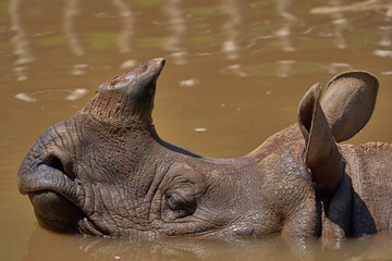 水につかるサイ