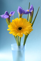 flower gerbera amber iris blue bouquet summer flora beauty