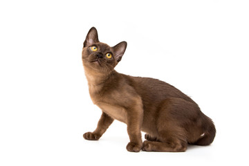 Brown burmese cat. On a white background.