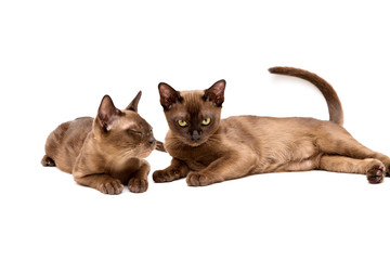 Brown burmese cat. On a white background.