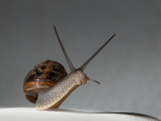 Schnecke