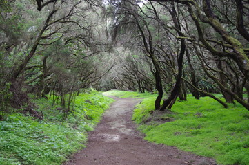 hiking trail through forest
