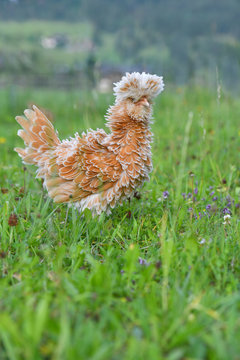 Gestruppter Paduaner im Gras