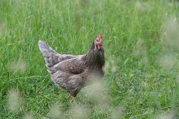 Eine Grünleger Henne im Gras