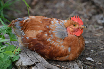 Nackhalshahn sitzt auf einem Brett