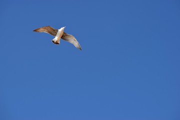White seagull flying freely in a blue sky