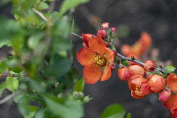 Beautiful shining tree