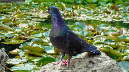 Pigeon