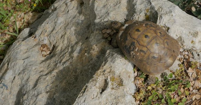 Tortoise walking on the rocks