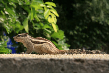 Lodi Garden, Delhi, India