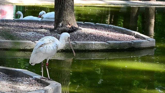 Platalea ajaja, roseate spoonbill, Ajaja ajaja, bird