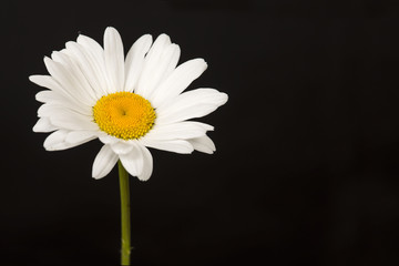 Blooming great white daisy on a black background