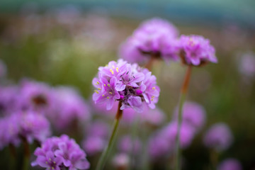 Flowers in Howth, Dublin
