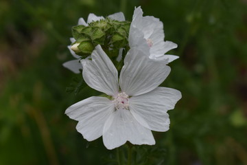 Blüte Weiße Malve