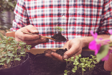 Obraz premium Farmer planting young seedlings of cherry tomatoes in the vegetable garden. Gardening concept.