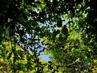 Looking up at tree with blue sky and sunshine on beautiful natural background. green leaves as a background, Green background, Tree silhouette on sky. Abstract branch and leaves. Covered with trees.