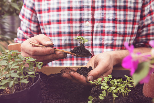 Farmer planting young seedlings of cherry tomatoes in the vegetable garden. Gardening concept.