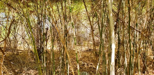 dry bamboo in forest, Dry season, Dry bamboo as a background. Natural yellow wallpaper. 