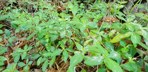 Fototapeta premium Green background of the ground cover plants. leaves texture. Top view. Natural green concept, Grass texture. Abstract background.