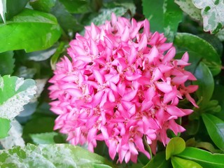 Too soft pink flower on blurred branch and leaves background.(Ixora Hybrid, RUBIACEAE, Ixora Sp.), Natural wallpaper concept, Flower as a background,