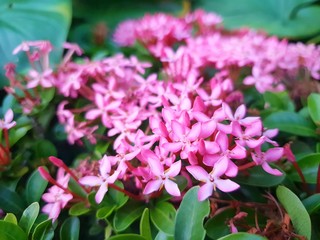 Too soft pink flower on blurred branch and leaves background.(Ixora Hybrid, RUBIACEAE, Ixora Sp.), Natural wallpaper concept, Flower as a background,