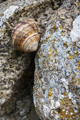 Close-up of a snail sleeping in shell on a natural stone surface