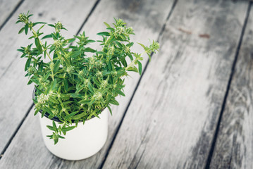 Thyme bunch. Bundle of fresh thymes in a Rustic enameled mug on a wooden background. Copy space.