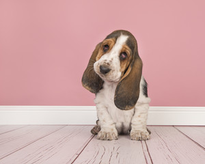Cute tricolor basset hound puppy sitting looking  cute at the camera in a pink living room setting © Elles Rijsdijk
