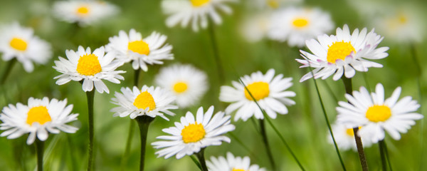 Gänseblümchen  -   Daisy © PhotoSG