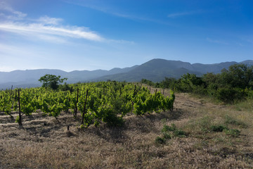 Natural landscape with green vineyards against a blue sky.