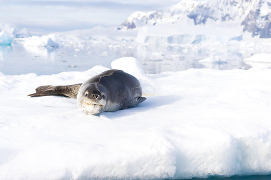 Leopard seal (Hydrurga leptonyx), Antarctic Peninsula