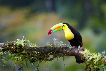 Famous tropical bird with enormous beak,Keel-billed toucan, Ramphastos sulfuratus, perched on a mossy branch in rain against rainforest background.Costa Rican black-yellow toucan,wildlife photography.
