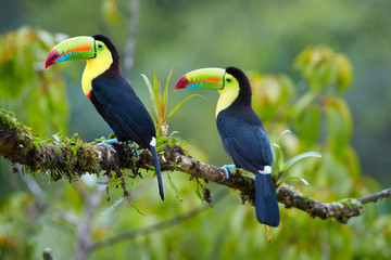 Two tropical birds with enormous beak,Keel-billed toucan, Ramphastos sulfuratus, perched on a mossy branch in the rain against rainforest background.Costa Rican colorful toucan,wildlife photography. © Martin Mecnarowski