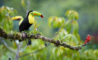 Two tropical birds with enormous beak, Keel-billed toucan, Ramphastos sulfuratus, perched on a mossy branch in the rain together with scarlet tanager. Costa Rican colorful toucan,wildlife photography.