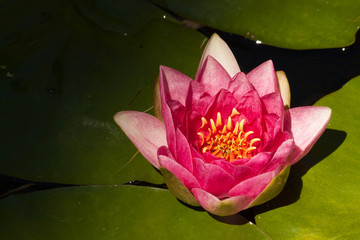 pink water lily close up