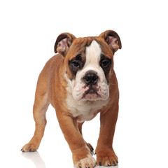 adorable brown english bulldog walking