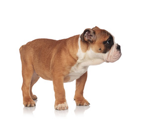 side view of small brown and white english bulldog