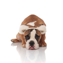Fototapeta premium depressed english bulldog with bear ears headband sitting